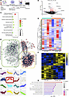 Global transcriptomics and proteomics of SPANXA2-OT1–silenced human primary