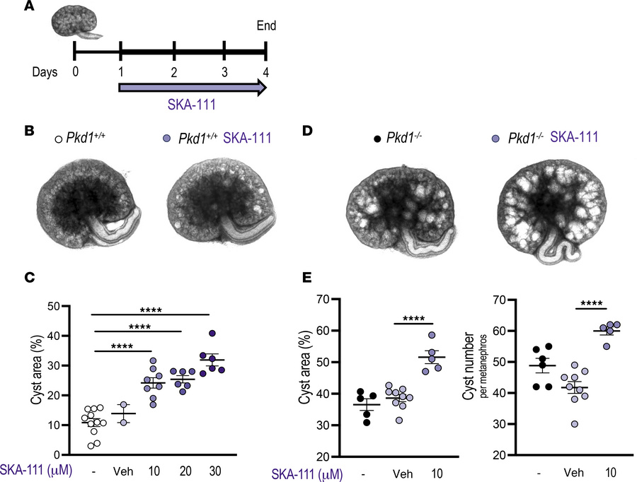 KCa3.1 activator SKA-111 promotes cystogenesis and/or cyst growth in met...
