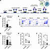 Development of CELLISA assay to measure CD16A responses to antibodies from