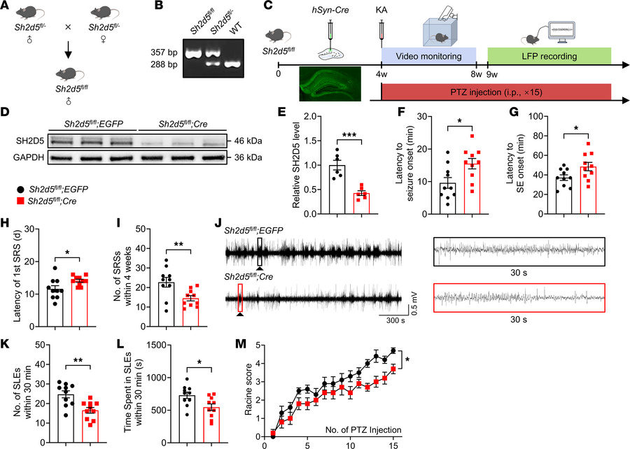 
Sh2d5 KO affects seizure susceptibility and severity.
(A) Schematic rep...