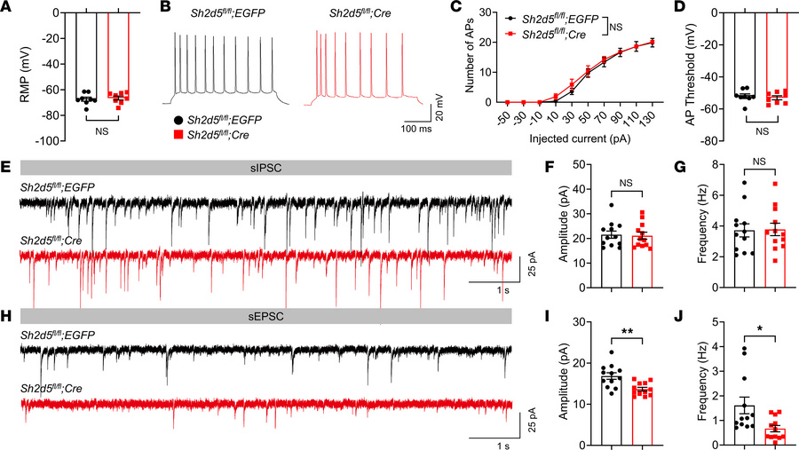 SH2D5 regulates glutamatergic synaptic transmission.
(A) Resting membran...