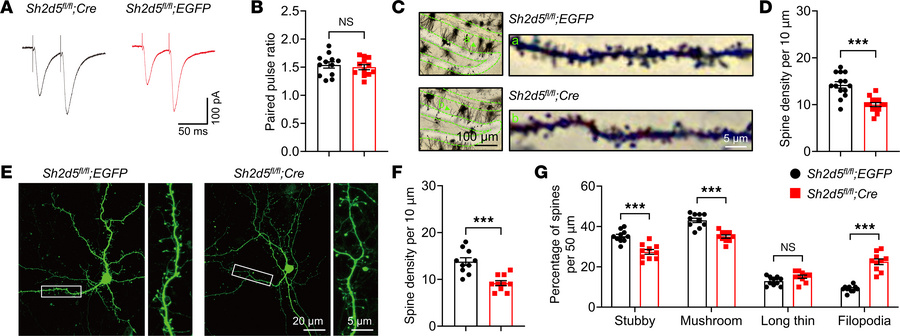 SH2D5 regulates the number of functional synapses.
(A and B) Representat...