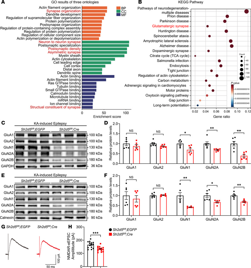 SH2D5 primarily affects the function and expression of NMDARs.
(A) GO en...