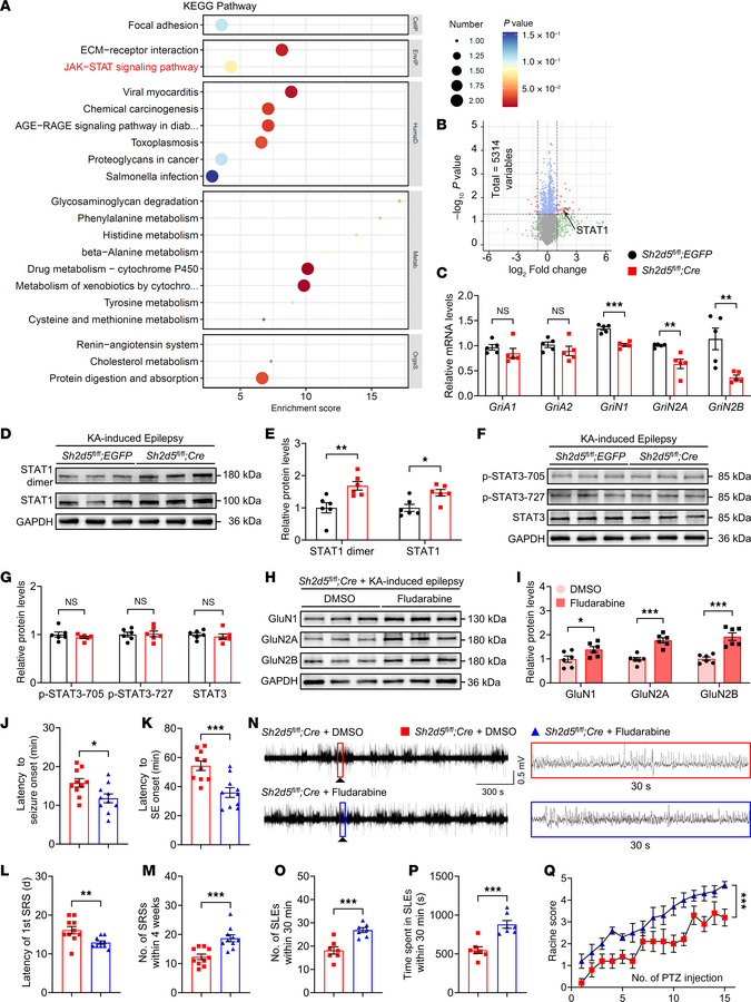 SH2D5 modulates NMDAR transcript levels via STAT1.
(A) KEGG pathway anal...