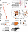 CR-specific Vδ1 and Vδ2 clusters are distinct in gene expression and TCR ge