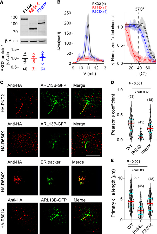PKD2 truncation variants cause partial to complete loss of homomeric cha...