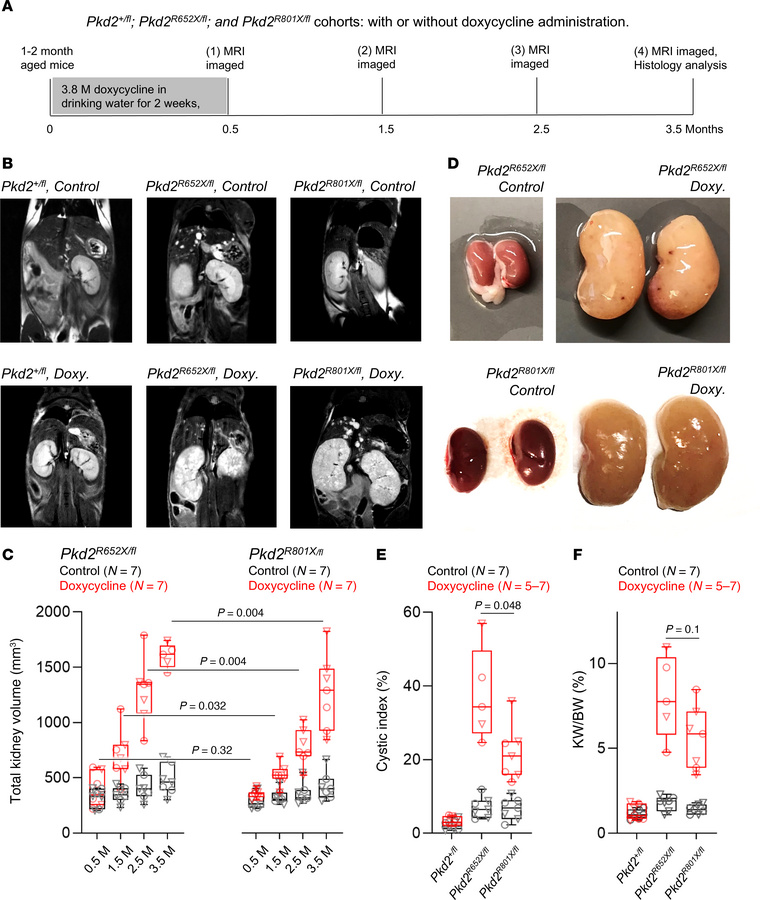 Compound transgenic mice expressing analogous PKD2 truncating variants h...
