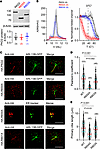 PKD2 truncation variants cause partial to complete loss of homomeric channe