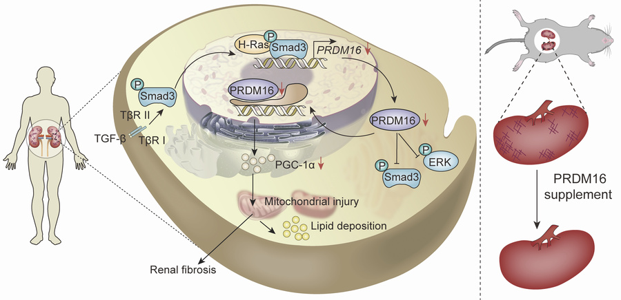graphical abstract