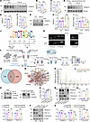 TGF-β transcriptionally downregulated PRDM16 in an H-Ras/p-Smad3–dependent