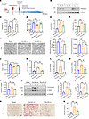 Renal PRDM16 lentivirus injection attenuated folic acid–induced mitochondri