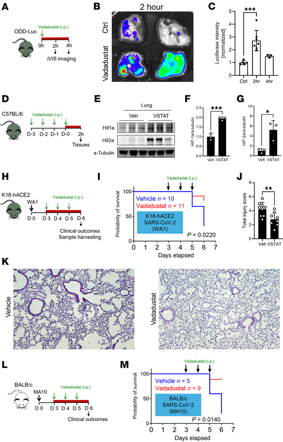 The HIF stabilizer vadadustat provided lung protection during SARS-CoV-2...