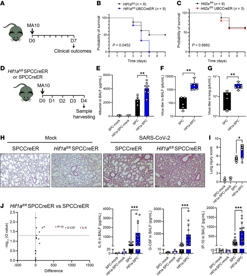 Selective role of HIF1A-mediated lung protection during SARS-CoV-2 infec...