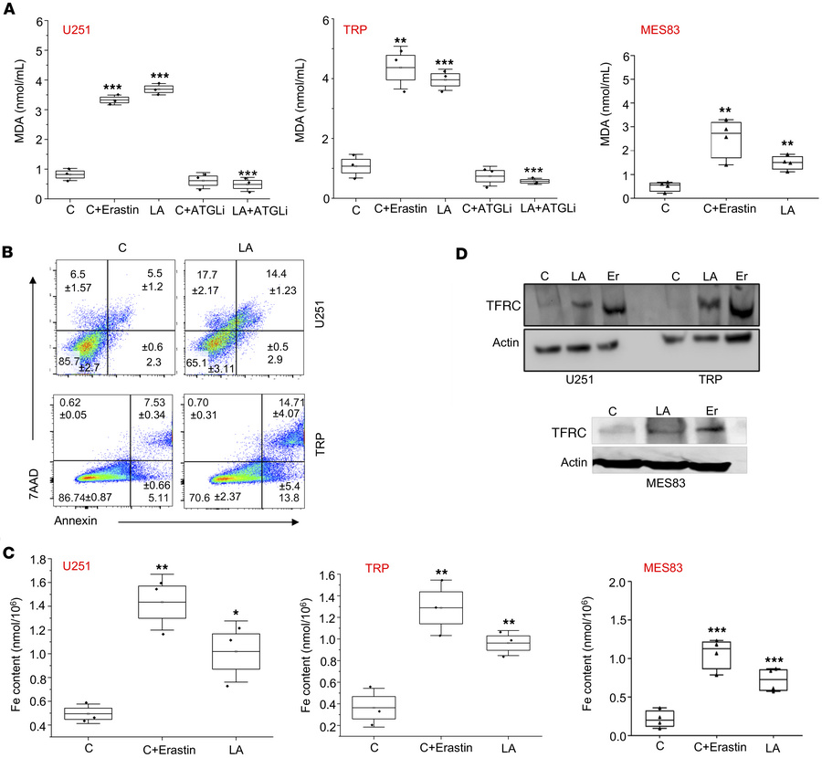 Modes of PUFA-induced cell death in GBM cells.
(A) Indicated cell lines ...