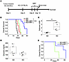 A ketogenic diet demonstrates independent antitumor activity and potent syn