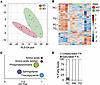 A ketogenic diet modulates intratumoral metabolism in GBM.