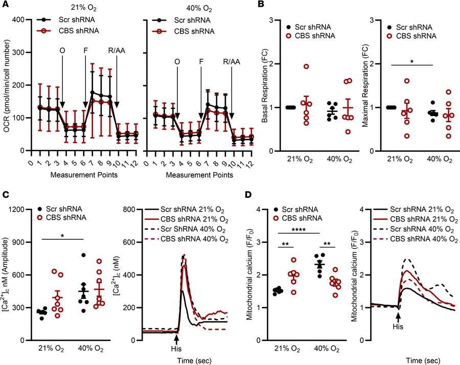 CBS KD increases [Ca2+]m responses to histamine, with variable effects o...