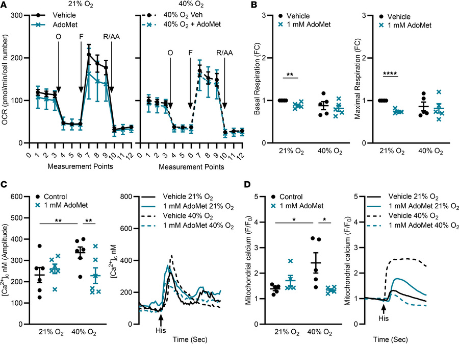 CBS stabilization via AdoMet attenuates effects of O2 on calcium signali...