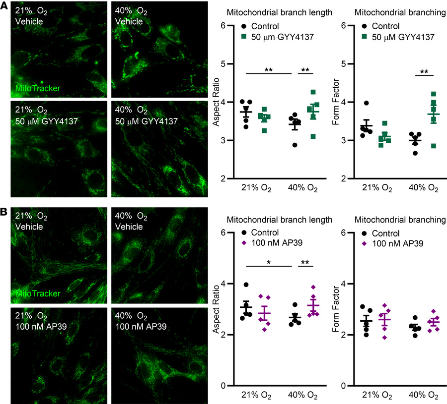 Exogenous H2S donors attenuate O2-induced mitochondrial dysfunction.
fAS...
