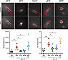 Exogenous H2S donors attenuate O2 effects on fASM cell contractility.
