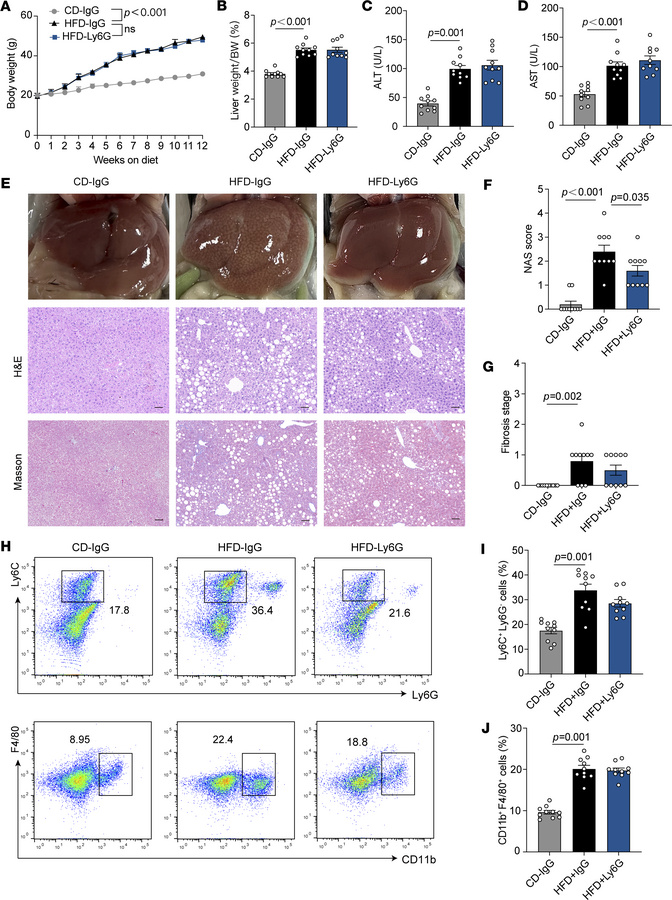 Effects of neutrophil depletion on liver under HFD model.
(A) Weekly mon...