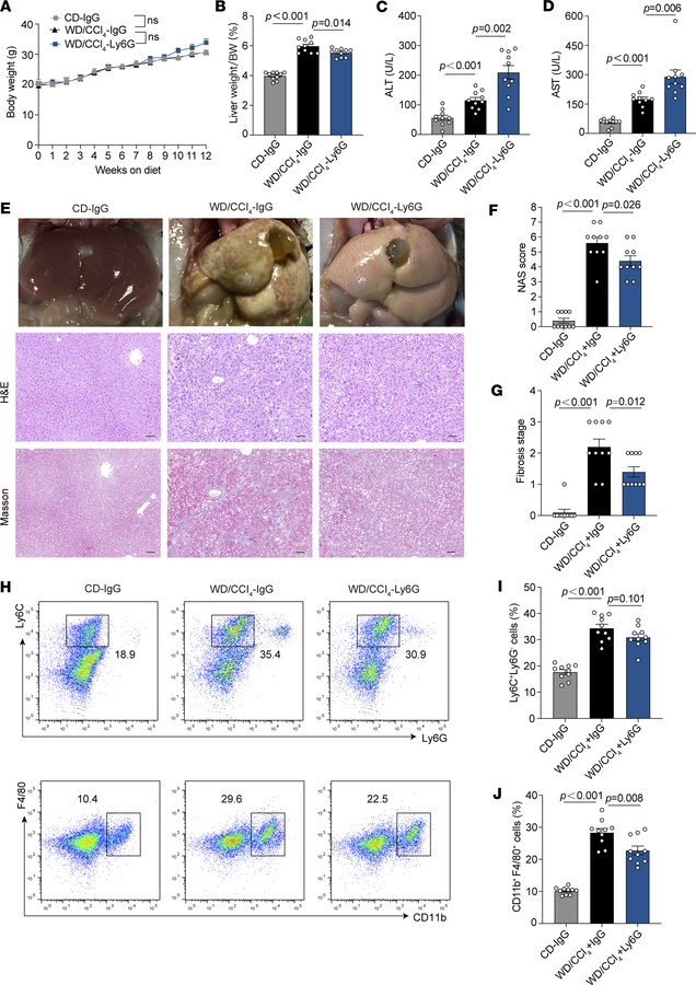 Effects of neutrophil depletion on liver under WD/CCl4 model.
(A) Weekly...