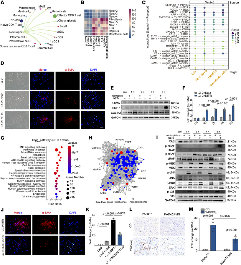 PAD4+ neutrophils promote HepSC activation via NET formation and MAPK pa...
