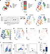 scRNA-Seq reveals neutrophil heterogeneity in human MASLD liver, with PAD4+