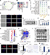 PAD4+ neutrophils promote HepSC activation via NET formation and MAPK pathw