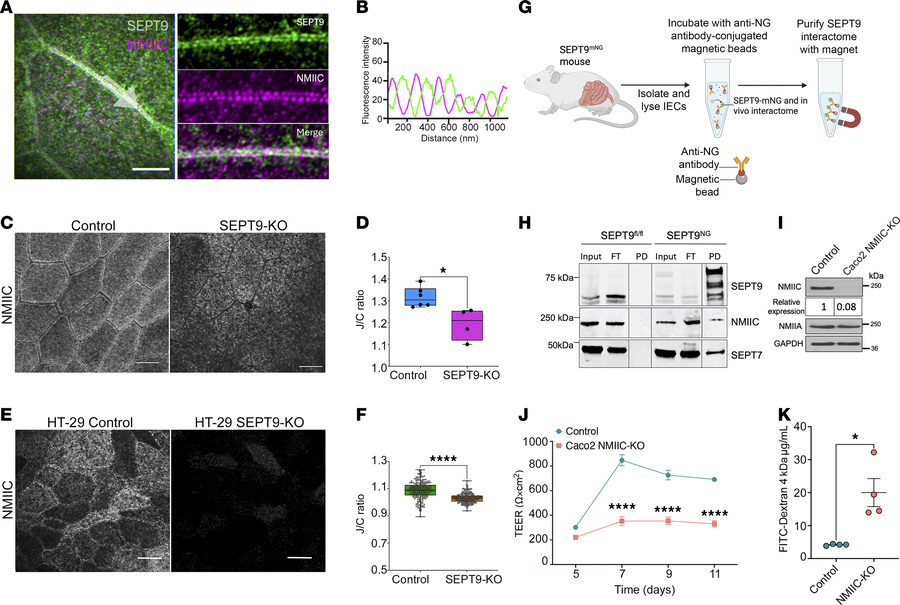 SEPT9 interacts with NMIIC and promotes its junctional enrichment in int...
