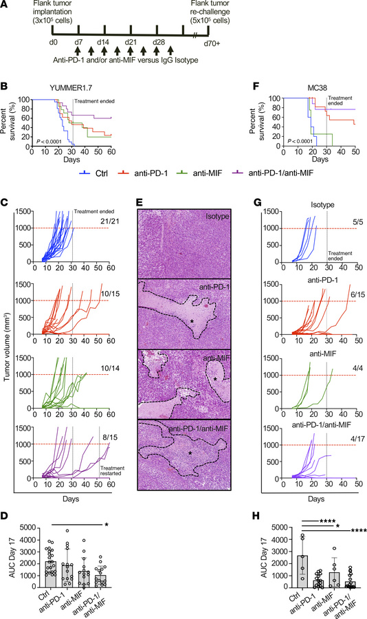Anti–PD-1/anti-MIF improves survival and tumor responses.
(A) Mice were ...
