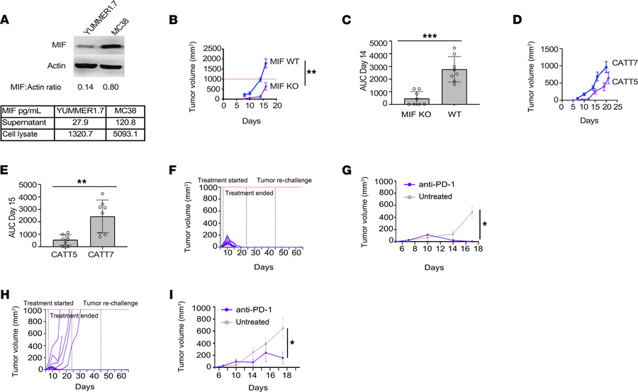 Reduced MIF expression limits tumor growth and enhances anti–PD-1 effica...