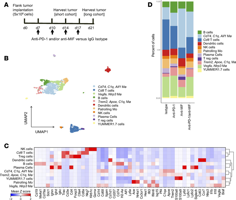 Anti-MIF therapy reshapes myeloid cell diversity within the TME.
(A) Sch...
