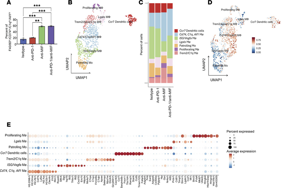 Expansion of Cd74/C1q/Aif1-expressing intratumoral macrophages in respon...