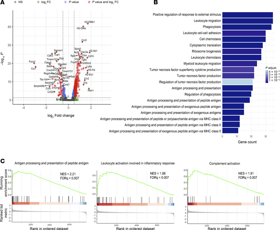 Anti-MIF therapy enhances gene expression associated with antigen presen...