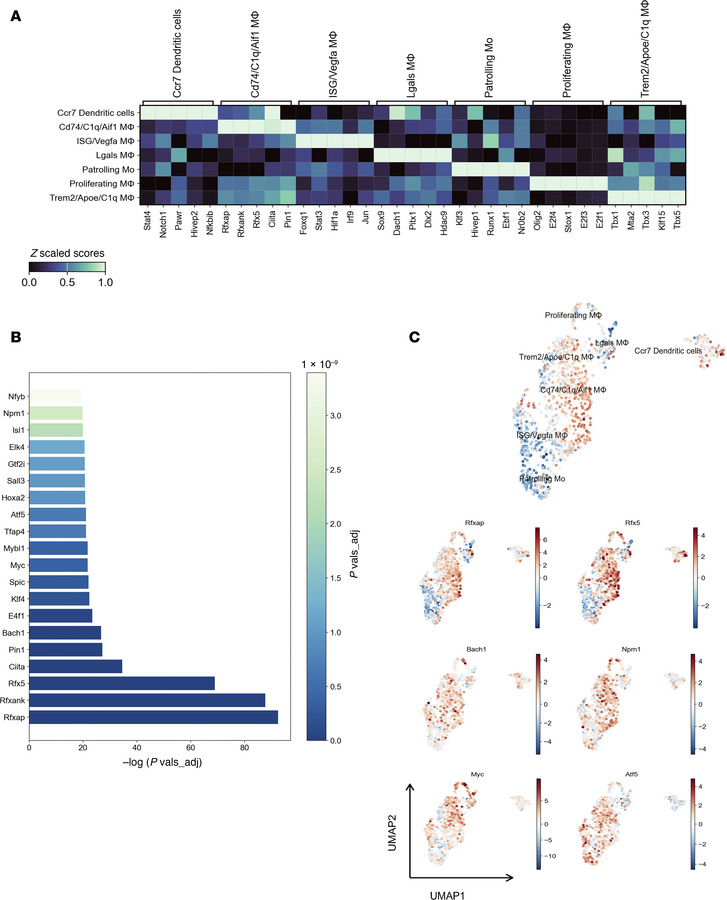 Transcription factor activity analysis of Cd74/C1q/Aif1 macrophages.
(A)...