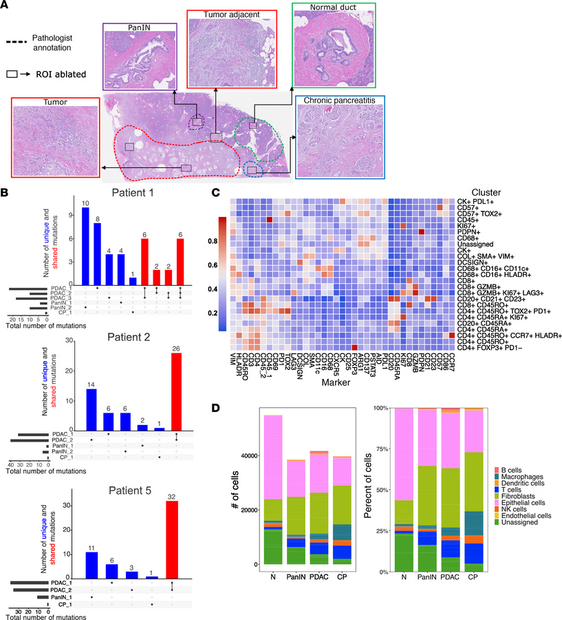 Immune-rich regions were identified and segmented for IMC analysis.
(A) ...