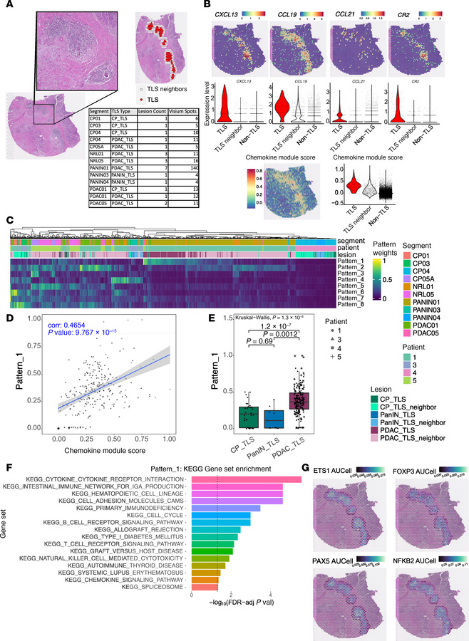 10× Genomics Visium spatial transcriptomics platform recapitulates TLS s...
