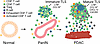 Proposed model of TLS formation from normal to PanIN to PDAC progression.