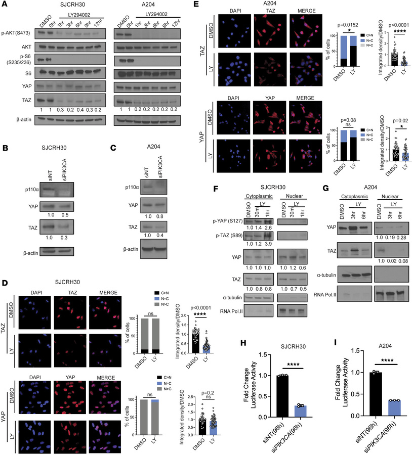 PI3K inhibition alters the stability and localization of TAZ/YAP in SJCR...