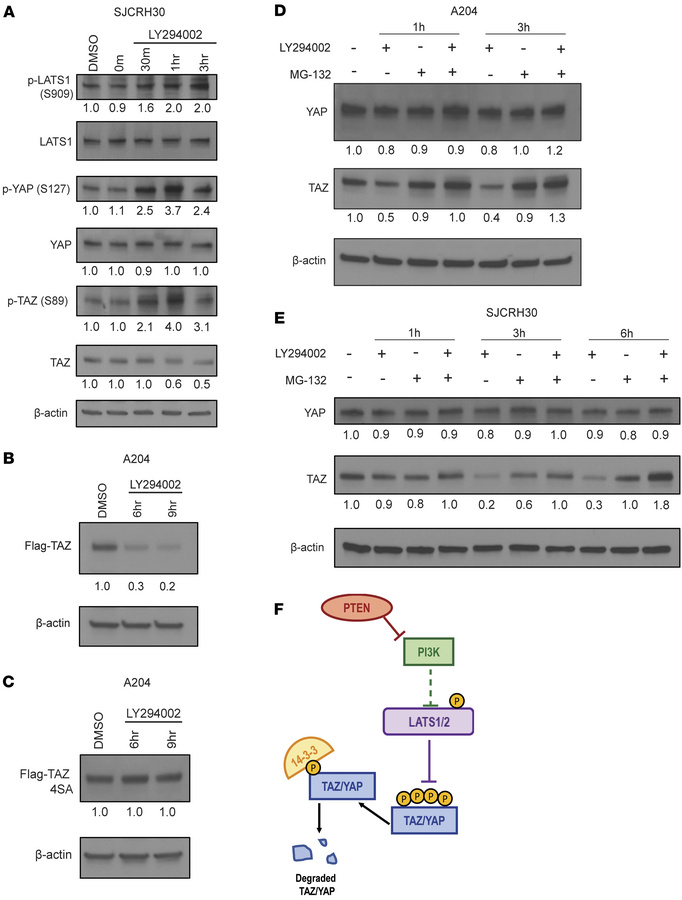 PI3K inhibition promotes LATS-mediated degradation of TAZ/YAP in SJCRH30...