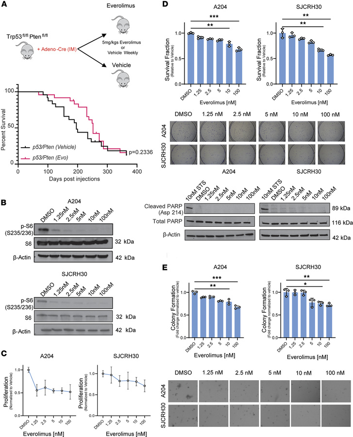 mTORC1 inhibition shows a modest effect on proliferation and growth in v...