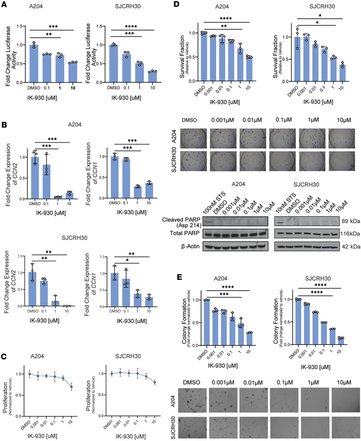 YAP/TAZ inhibition markedly reduces growth-related phenotype.
(A) Dual l...