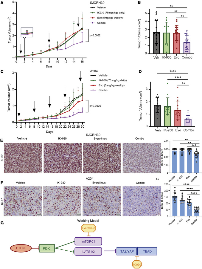 Combination therapy targeting YAP/TAZ and mTORC1 inhibits tumor growth i...