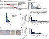 PI3K is widely activated in sarcomas.