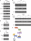 PI3K inhibition promotes LATS-mediated degradation of TAZ/YAP in SJCRH30 an