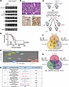 TAZ and YAP are critical oncoproteins in a PI3K-activated mouse model of sa