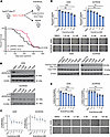 mTORC1 inhibition shows a modest effect on proliferation and growth in vivo