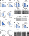 YAP/TAZ inhibition markedly reduces growth-related phenotype.