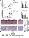 Combination therapy targeting YAP/TAZ and mTORC1 inhibits tumor growth in v
